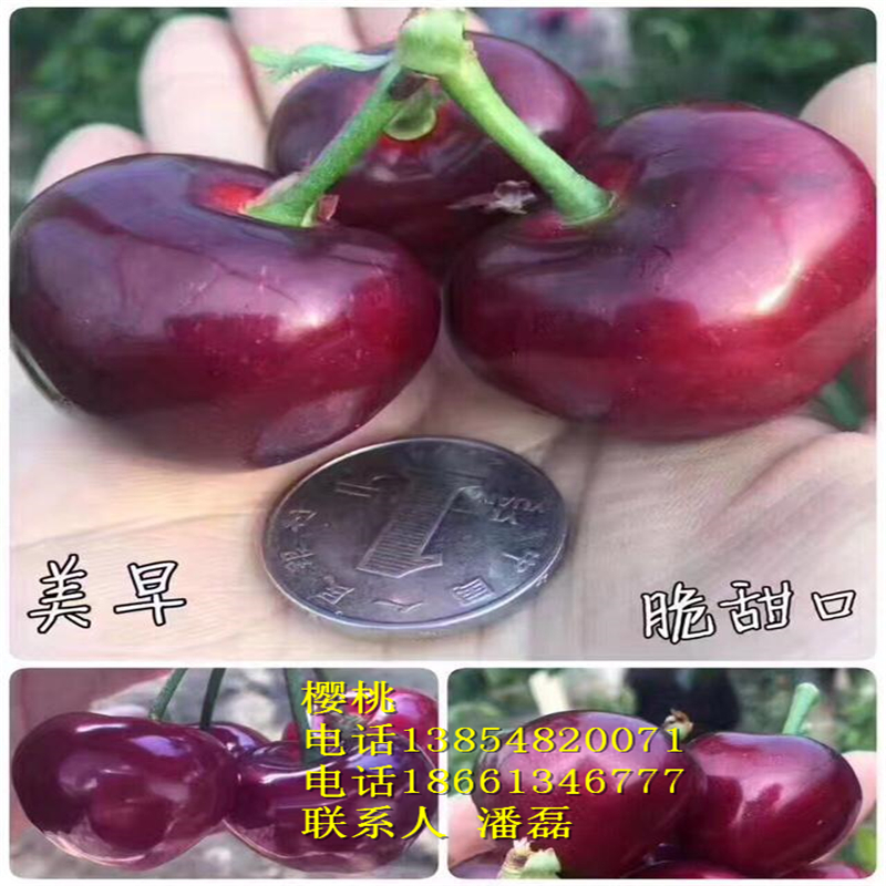 浙江5公分櫻桃樹(shù)多少錢(qián)一棵？新品種櫻桃基地
