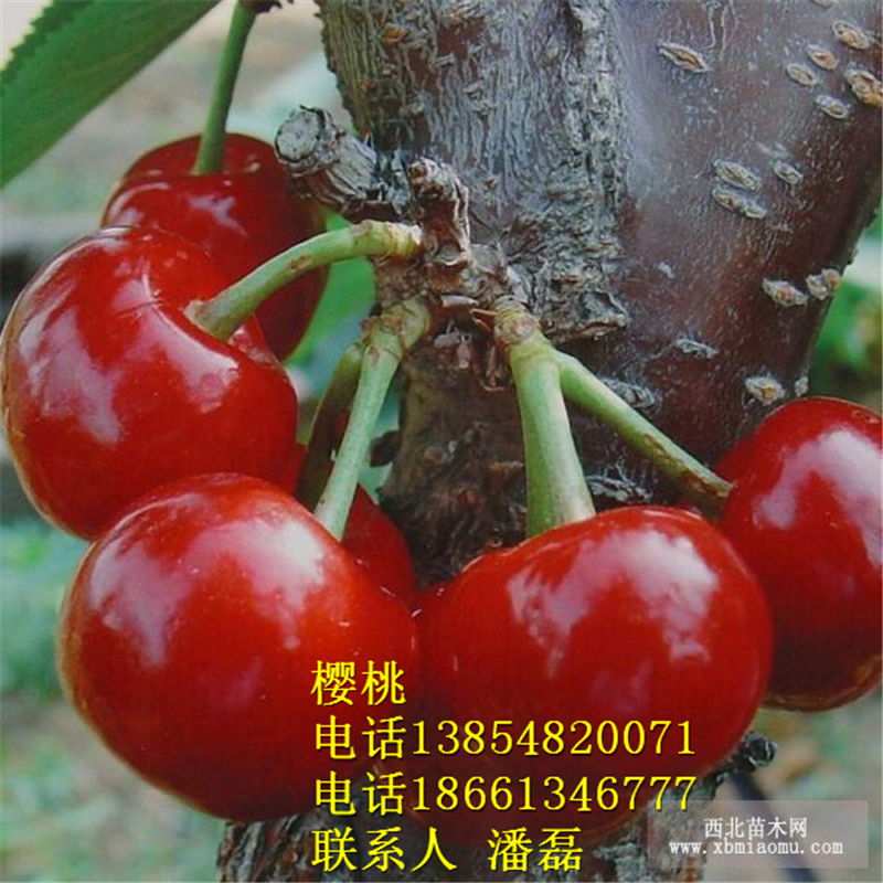 浙江5公分櫻桃樹(shù)多少錢(qián)一棵？新品種櫻桃基地