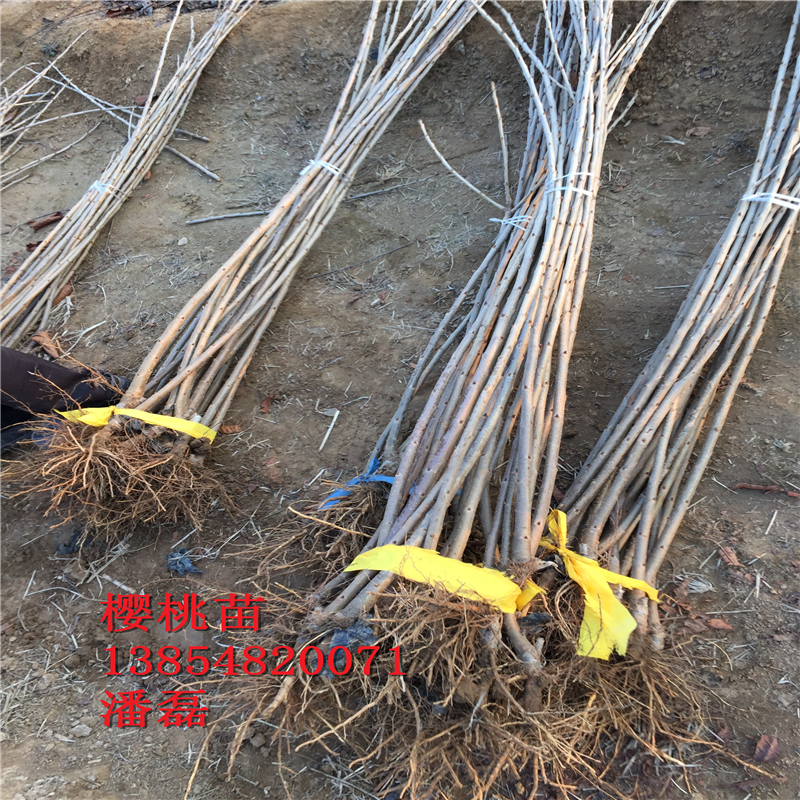 浙江5公分櫻桃樹(shù)多少錢(qián)一棵？新品種櫻桃基地