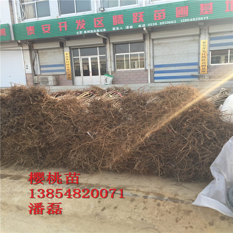 浙江5公分櫻桃樹(shù)多少錢(qián)一棵？新品種櫻桃基地