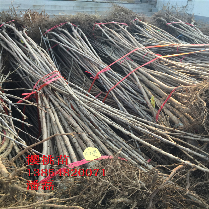 浙江5公分櫻桃樹(shù)多少錢(qián)一棵？新品種櫻桃基地