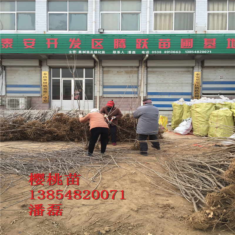浙江5公分櫻桃樹(shù)多少錢(qián)一棵？新品種櫻桃基地