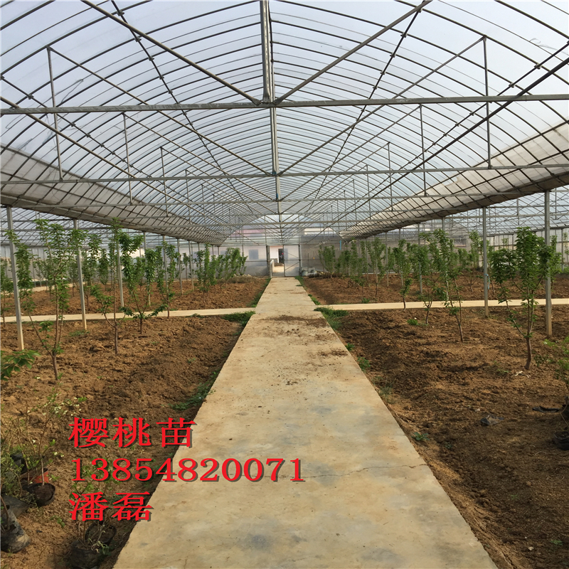 浙江5公分櫻桃樹(shù)多少錢(qián)一棵？新品種櫻桃基地