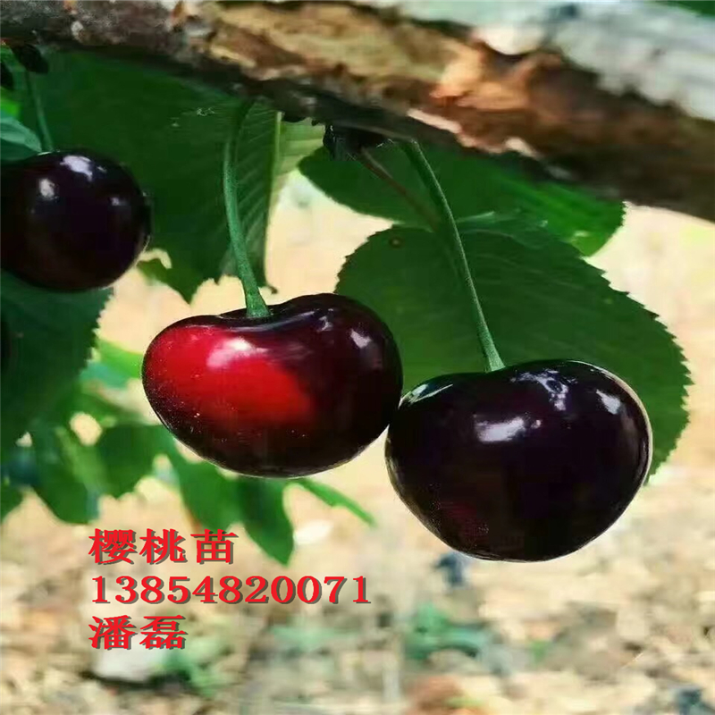 浙江5公分櫻桃樹(shù)多少錢(qián)一棵？新品種櫻桃基地