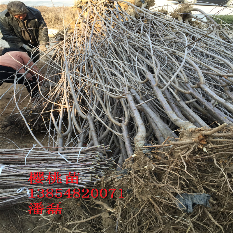 浙江5公分櫻桃樹(shù)多少錢(qián)一棵？新品種櫻桃基地