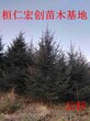 云杉树、云杉苗、辽宁云杉基地、云杉3-8米树图片