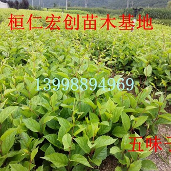 出售五味子苗#五味子種苗%北五味子苗&五味子苗價(jià)格