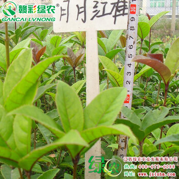江西供應月月紅桂日香桂狀元紅桂四季常青樹種盆栽地栽桂花小苗
