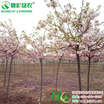 江西供應(yīng)一葉櫻松月櫻早櫻晚櫻花期長南北種植櫻花價(jià)錢圖片行情