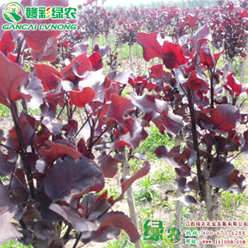 江西供應(yīng)中華紅葉楊四季紅楊中華紅葉楊小樹苗基地中華紅葉楊圖片價(jià)錢行情