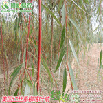 批发3公分5公分粗的美国红丝垂柳美国变色龙柳园林景观树