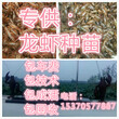 芜湖小龙虾多少钱一斤徐州虾苗价格图片