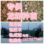 芜湖小龙虾多少钱一斤徐州虾苗价格