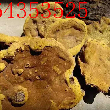 桑黃怎么吃