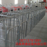 厂家大量生产养殖设备母猪限位栏母猪定位栏养猪设备可尺寸定做图片3