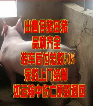 苏北苗猪价格东台母猪价格相关长尾关键词是由关键字网