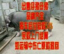 母猪价格行情潜江母猪价格走势