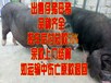 今日母猪价格景德镇母猪价格相关长尾关键词是由关键字网