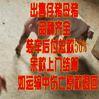 年苗猪价格南京宿迁母猪价格