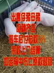 种母猪价格济宁仔猪大会