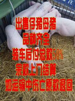 生猪仔猪价格邳州?仔猪价格