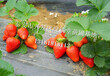 草莓苗批发、草莓苗价格、草莓苗基地-泰安市绿满堂苗圃基地