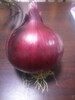 紫紅紫玉88豐縣洋蔥種子