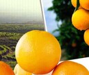 北美洲水果新奇士橙进口报关代理丨广州进口报关清关