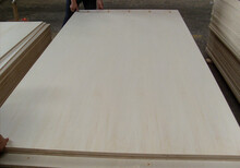杨木漂白胶合板漂白杨木夹板漂白杨木家具板图片1