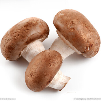 厂家供应香菇提取物香菇粉香菇多糖50%斯诺特生物