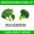 包邮萝卜硫素1%-10%西兰花提取物萝卜硫苷图片