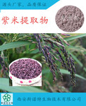 天然紫米提取物紫米粉营养饮品现货包邮