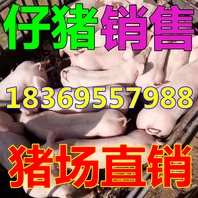 钟祥的苗猪价格行情