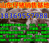 安徽池州今日20斤苗猪价格查询