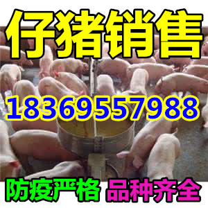 云南红河杜洛克仔猪多少钱一斤