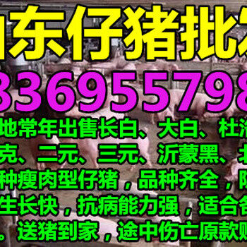 陕西宝鸡15公斤仔猪价格