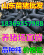 河南新乡今年仔猪供应价格图片