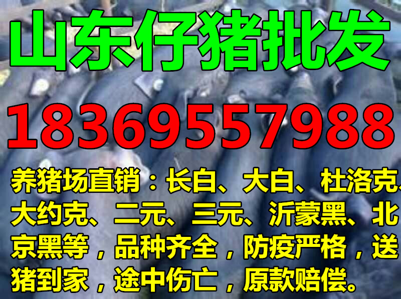 广东珠海附近三元苗猪价格是多少