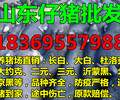 内蒙古巴彦淖尔今日仔猪价格行情