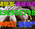 贵州黔西南猪崽供应