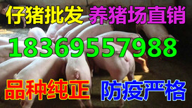 淄博今日苗猪价格全国走势预测分析图片5