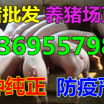 甘肃张掖30斤仔猪销售