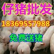 安徽六安小猪崽今日仔猪价格图片