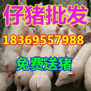 新疆哈密猪崽养殖基地仔猪价格