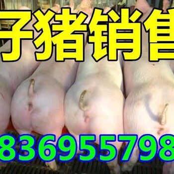 荆门40市斤以上的仔猪价格