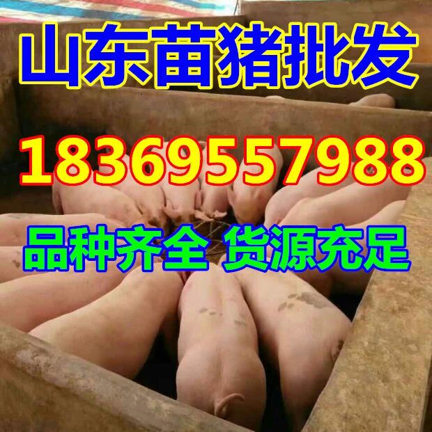 江西鹰潭猪仔价格