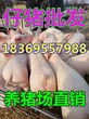 江西宜春今日仔猪今日仔猪价格图片