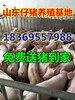 内蒙古乌兰察布长白仔猪养殖基地仔猪价格