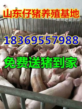 济宁30公斤猪仔价格