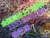 荊州電纜回收--經濟報道價格-荊州廢舊電纜回收一路狂漲